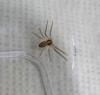Philodromus sp.